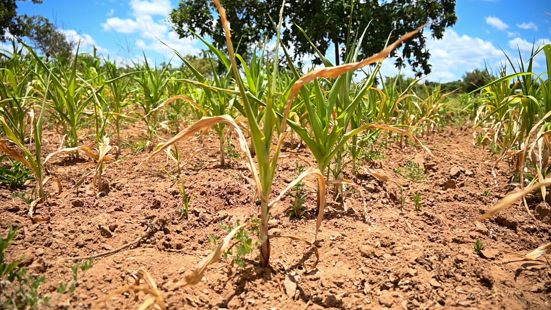 Building Climate Resilience Through Sustainable Agriculture and NGO Livelihood Programs for Small and Marginal Farmers