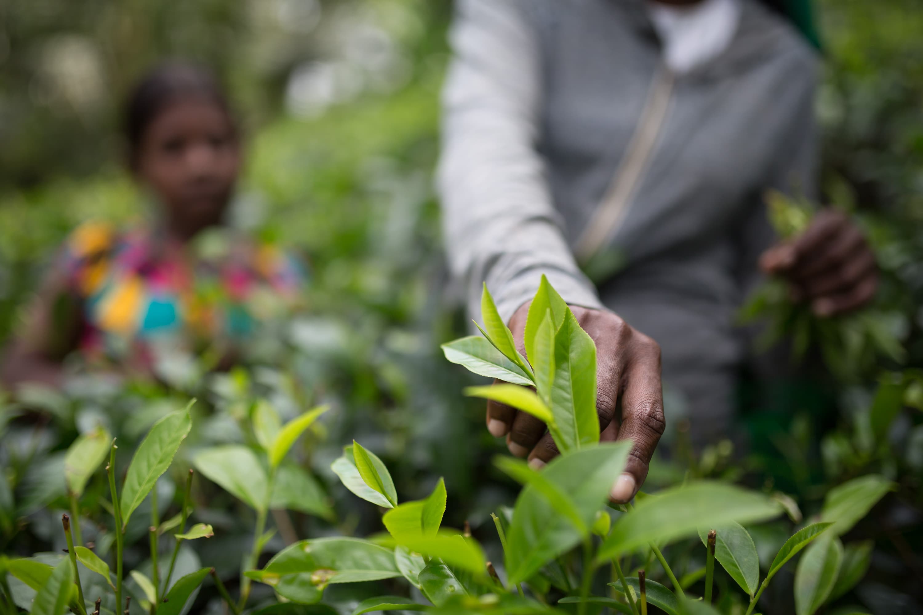 From Liquor to Luxury Tea: How an NGO’s Women Livelihood Program Is Transforming Communities in Meghalaya