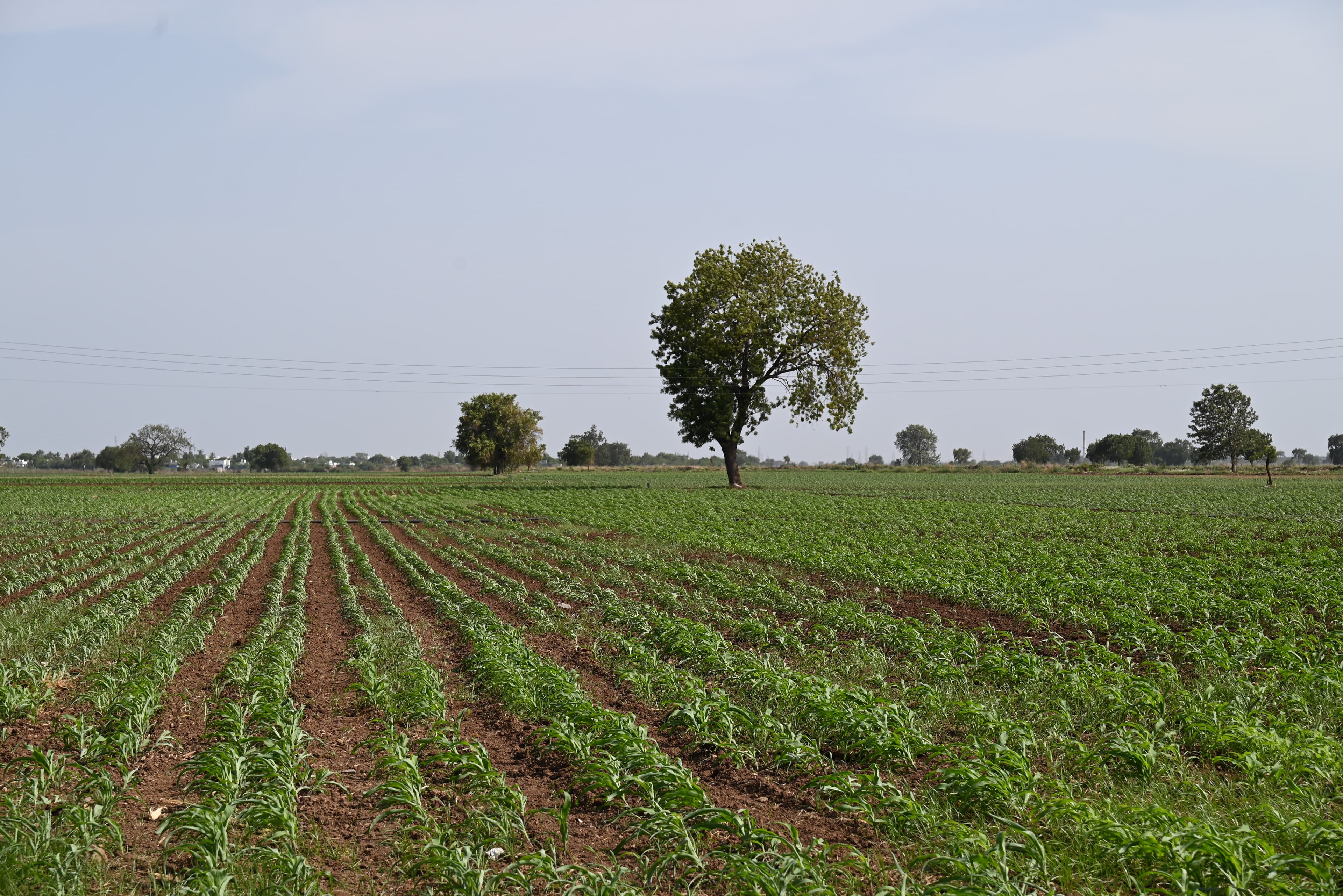 How World Vision India Supports Women Farmers Through Women Empowerment Donations